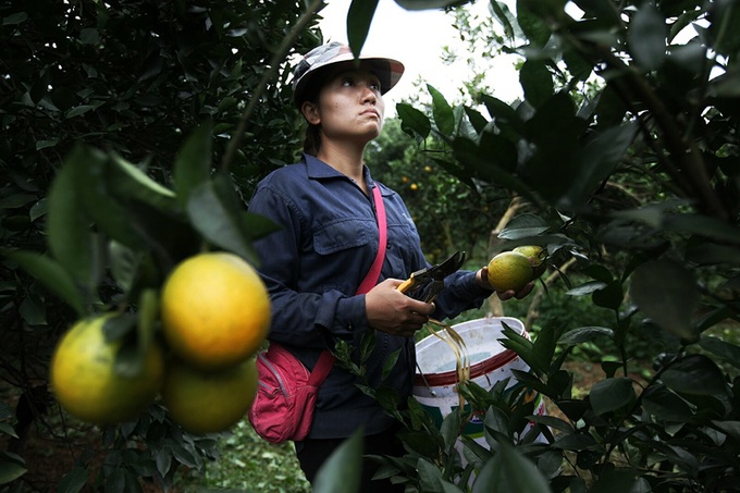 Oranges bring in juicy profits for farmers - 8