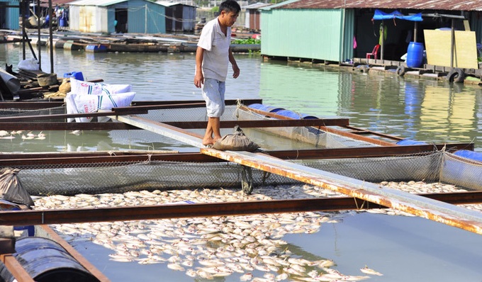 Fish die en mass on Dong Nai River - 2
