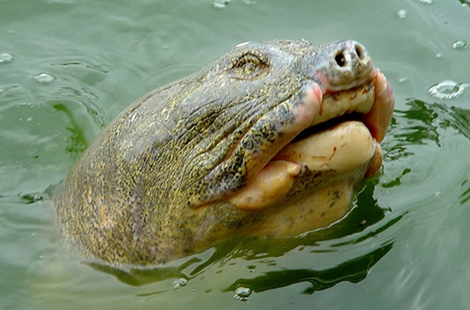 Expert suggests replacement turtle brought to Hoan Kiem lake - 1 Expert suggests replacement turtle brought to Hoan Kiem lake - 1