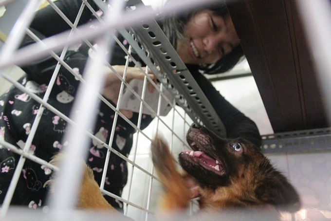 Young woman runs foster home for neglected animals - 11