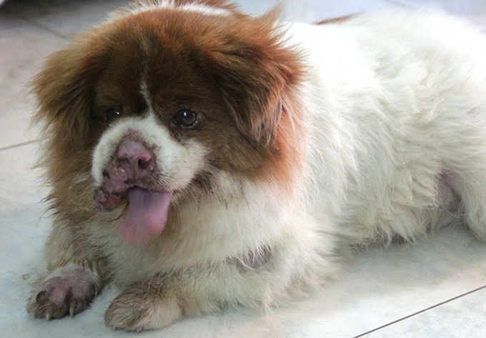 Young woman runs foster home for neglected animals - 2