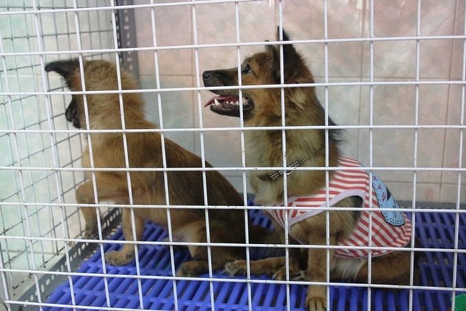 Young woman runs foster home for neglected animals - 4