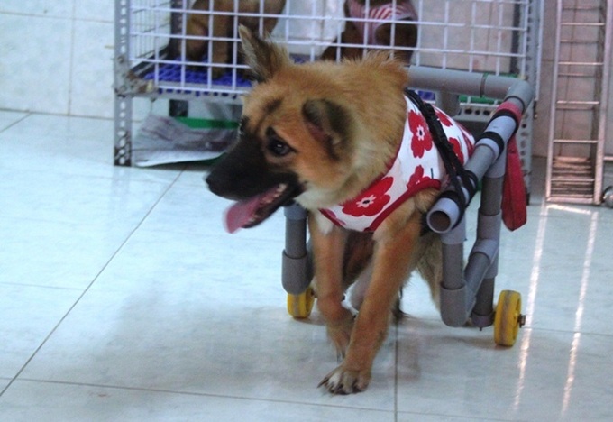 Young woman runs foster home for neglected animals - 9