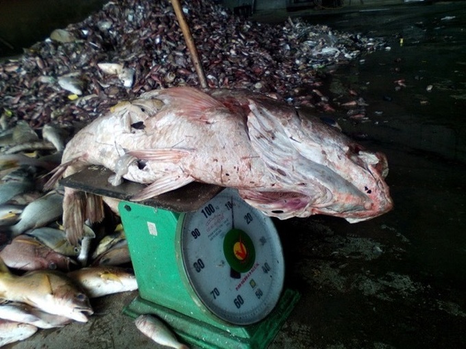 Vung Ang Industrial Zone blamed for gigantic marine pollution - 3 Vung Ang Industrial Zone blamed for gigantic marine pollution - 3