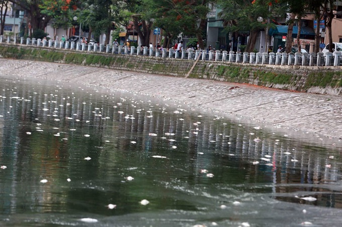 Tonnes of fish die in Hanoi lake - 2