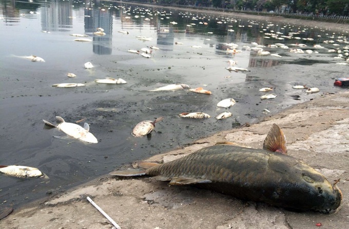Tonnes of fish die in Hanoi lake - 1