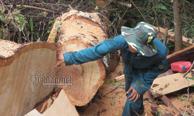 Nghe An Fujian cypress forest ravaged by illegal loggers - 2