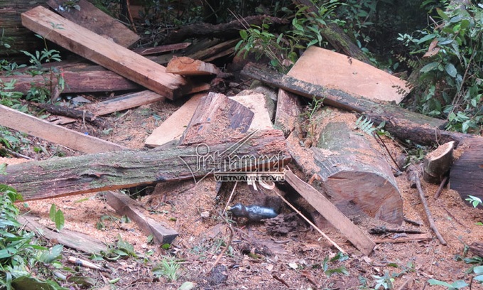 Nghe An Fujian cypress forest ravaged by illegal loggers - 1