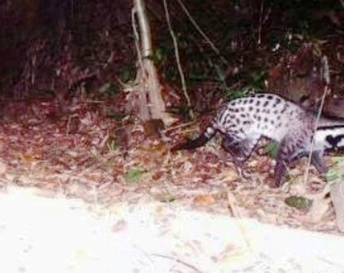 Civet species thought to be extinct found in central Vietnam - 1