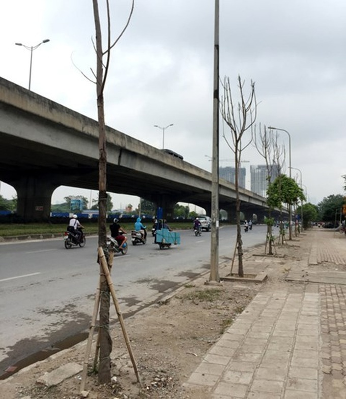 Firm slated for Hanoi tree growing failure - 1