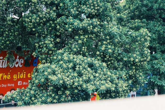 Milkwood Pine flower miasma gives Hanoians headaches - 7 Milkwood Pine flower miasma gives Hanoians headaches - 7