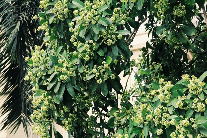 Milkwood Pine flower miasma gives Hanoians headaches - 3 Milkwood Pine flower miasma gives Hanoians headaches - 3