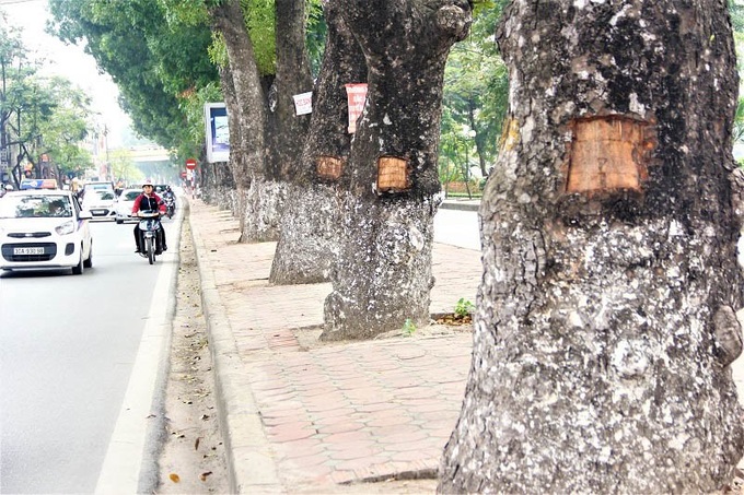 Mahogany trees in Hanoi have bark stripped - 1