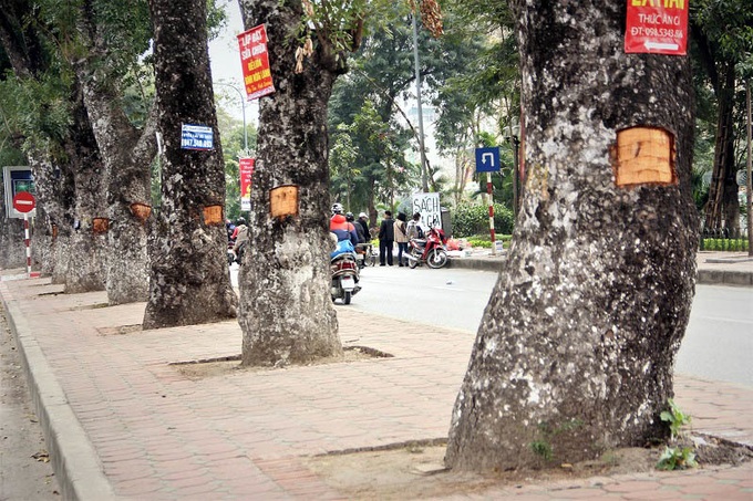 Mahogany trees in Hanoi have bark stripped - 2