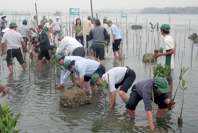 Thua Thien – Hue plants mangrove forests for eco-tours - 1