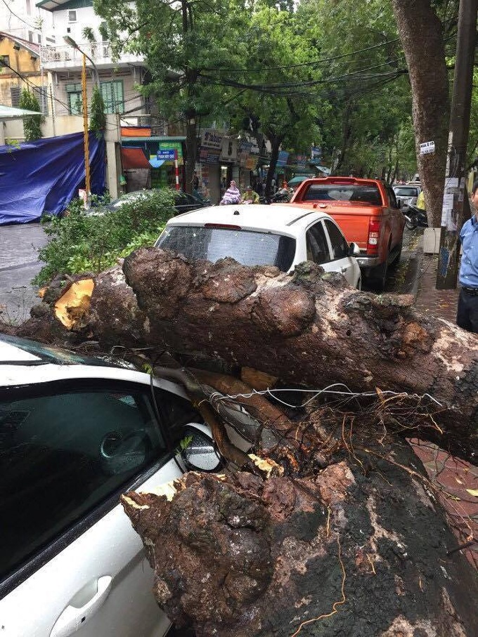 Uprooted tree falls on car during Hanoi storm - 2
