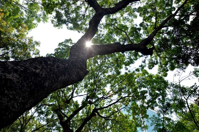 HCM City to lose iconic 150 old trees for bridge construction - 4
