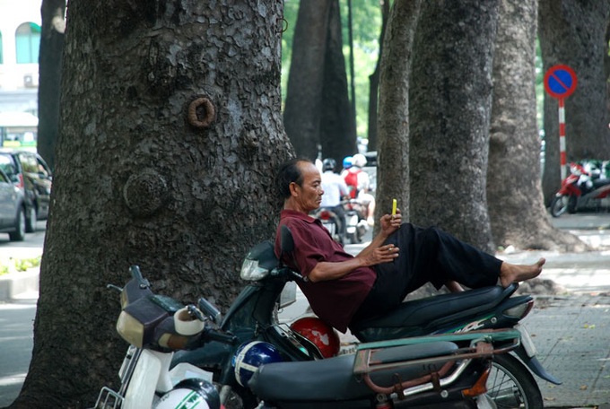 HCM City to lose iconic 150 old trees for bridge construction - 5