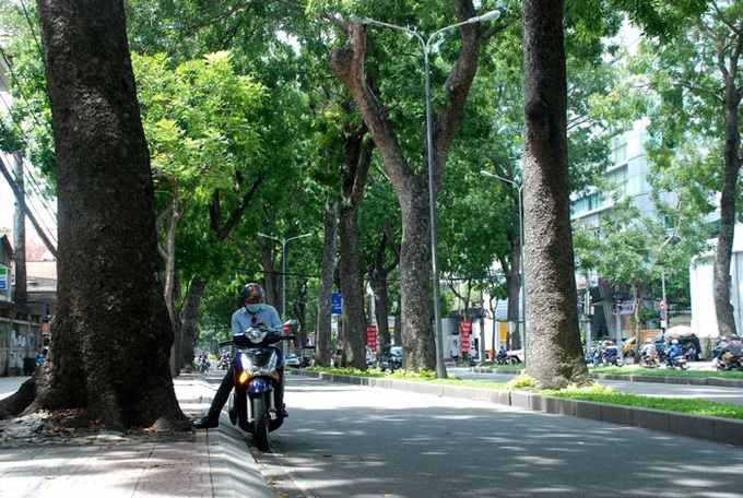 HCM City to lose iconic 150 old trees for bridge construction - 6