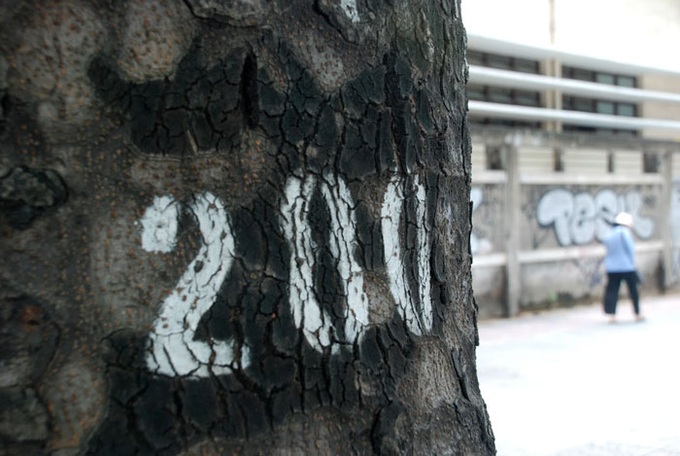 HCM City to lose iconic 150 old trees for bridge construction - 9