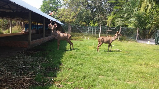 Rare wild animals sharply fall in numbers at Ho Chi Minh City rescue centre - 6