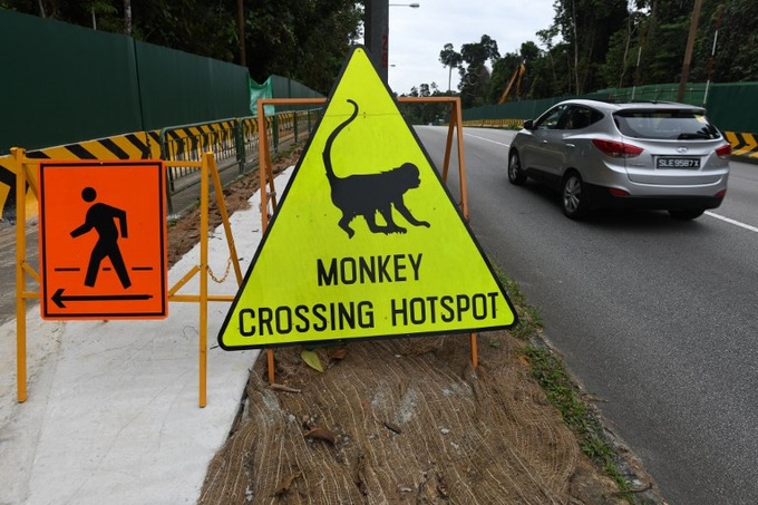 Singapore eco-tourism plan sparks squawks of protest - 1