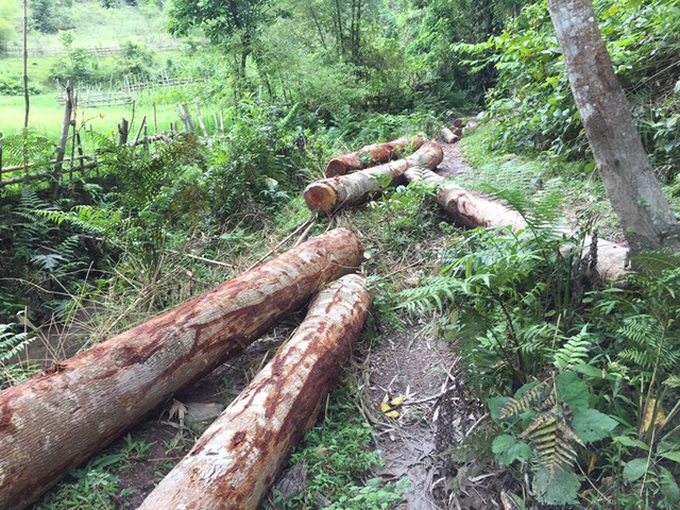 Nghe An officials face dismissal for deforestation scam - 2