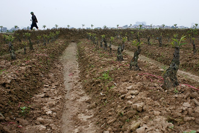 Peach orchards threatened by urbanisation - 2 Peach orchards threatened by urbanisation - 2