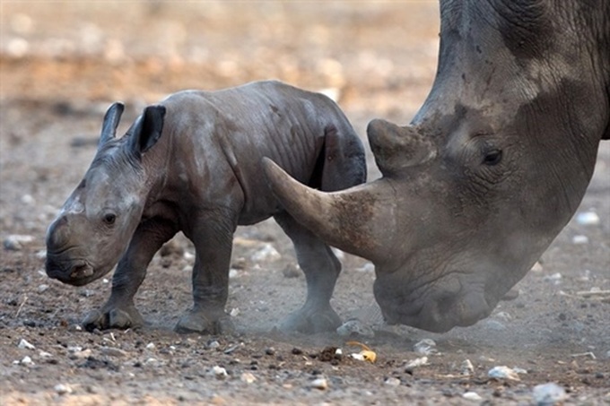 Vietnam cuts demand for rhino horn - 1