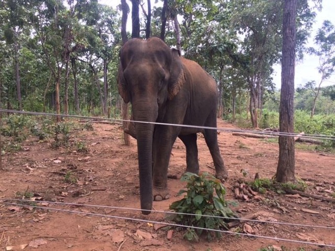 Elephant donated to Dak Lak conservation centre - 1