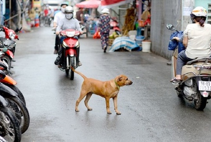 Dog management regulations proposed for Hanoi - 1