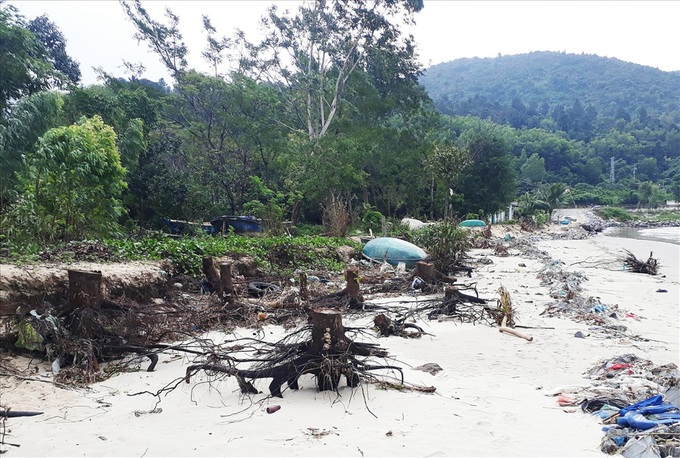 Dozens of households in Danang being threatened by beach erosion - 2