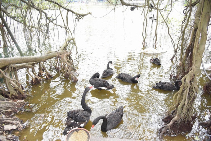 Hanoi raises swans on Hoan Kiem Lake - 1