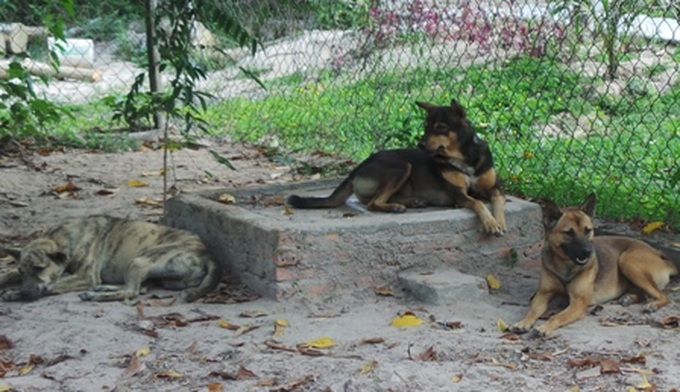 Exciting dog racing in Phu Quoc - 5 Exciting dog racing in Phu Quoc - 5