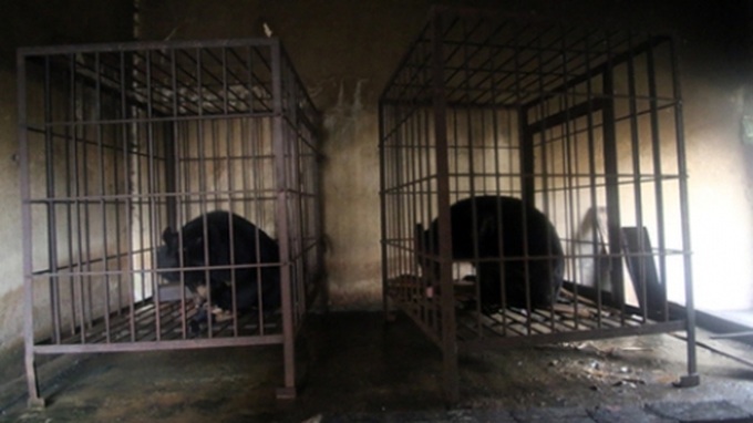 Two black bears safe after island rescue - 1