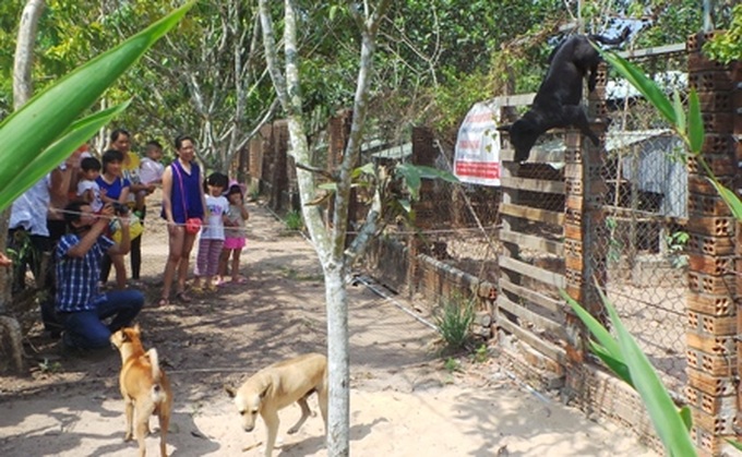 Exciting dog racing in Phu Quoc - 1 Exciting dog racing in Phu Quoc - 1