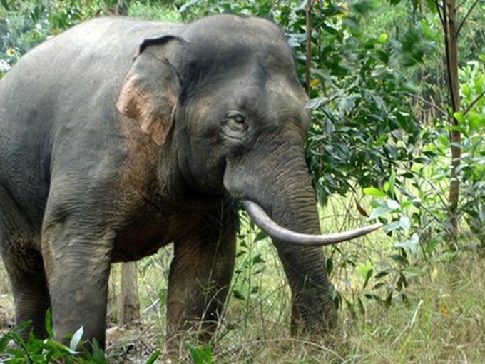 Declining forested land triggers elephant conflict - 1 Declining forested land triggers elephant conflict - 1