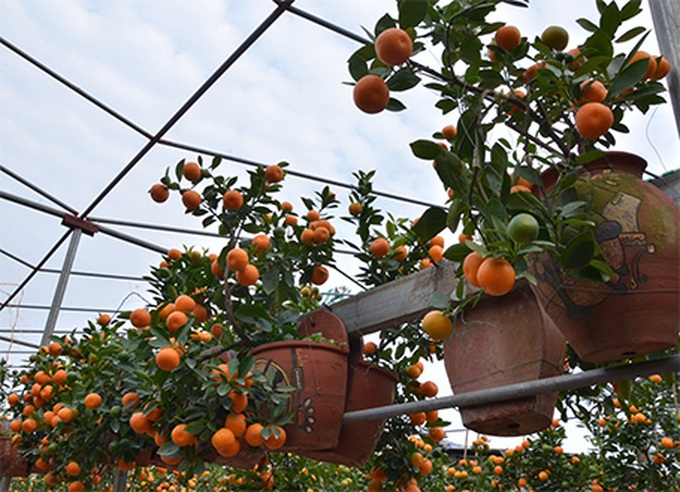Tet trees in a jar win fans in Hanoi - 4 Tet trees in a jar win fans in Hanoi - 4