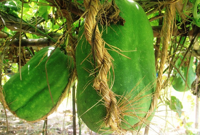 Binh Dinh village's giant winter melons - 4