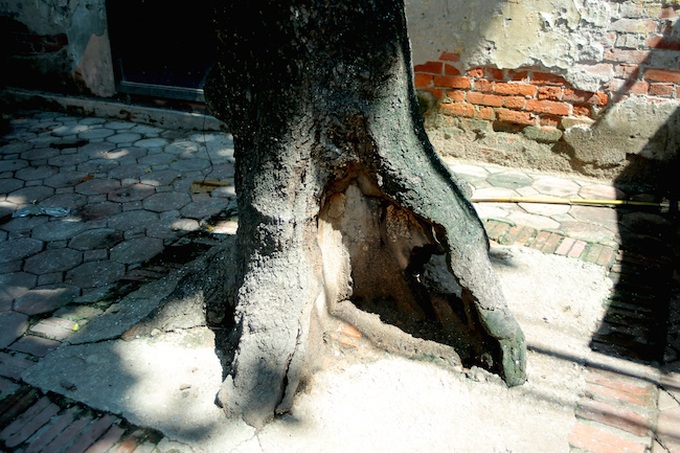 Hanoi trees at risk of collapse - 2