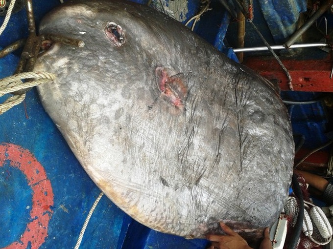 Nghe An fishermen catch rare ocean sunfish - 2
