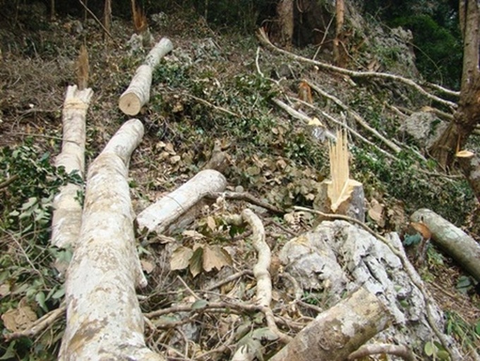 Forest thieves too poor to pay fines - 1