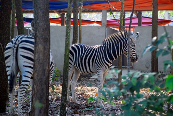 Dak Nong grants licences to wildlife farms - 1 Dak Nong grants licences to wildlife farms - 1