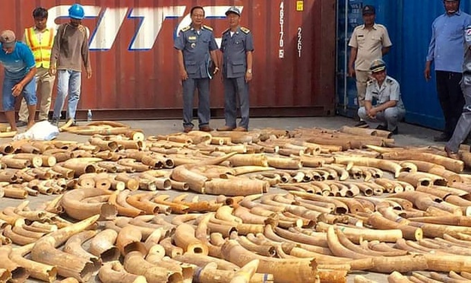 Cambodia seizes record 3-tonne haul of African ivory - 1