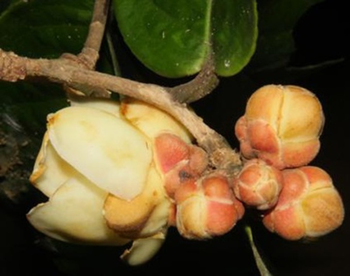 Four new camellia species found in Vietnam - 1