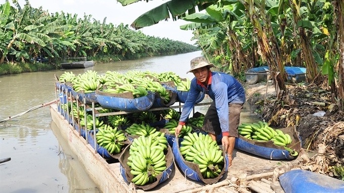 Vietnamese farm produce seeks path to Middle East - 1
