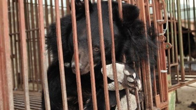 ENV summarises 10 years of fight against bear farming in Viet Nam - 1