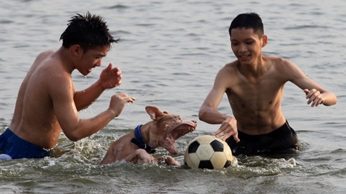 Dog fighting rings sprout up in Vietnam - 2 Dog fighting rings sprout up in Vietnam - 2