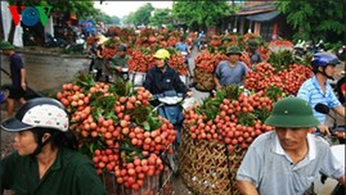 Irradiation costs make lychee exports difficult - 1