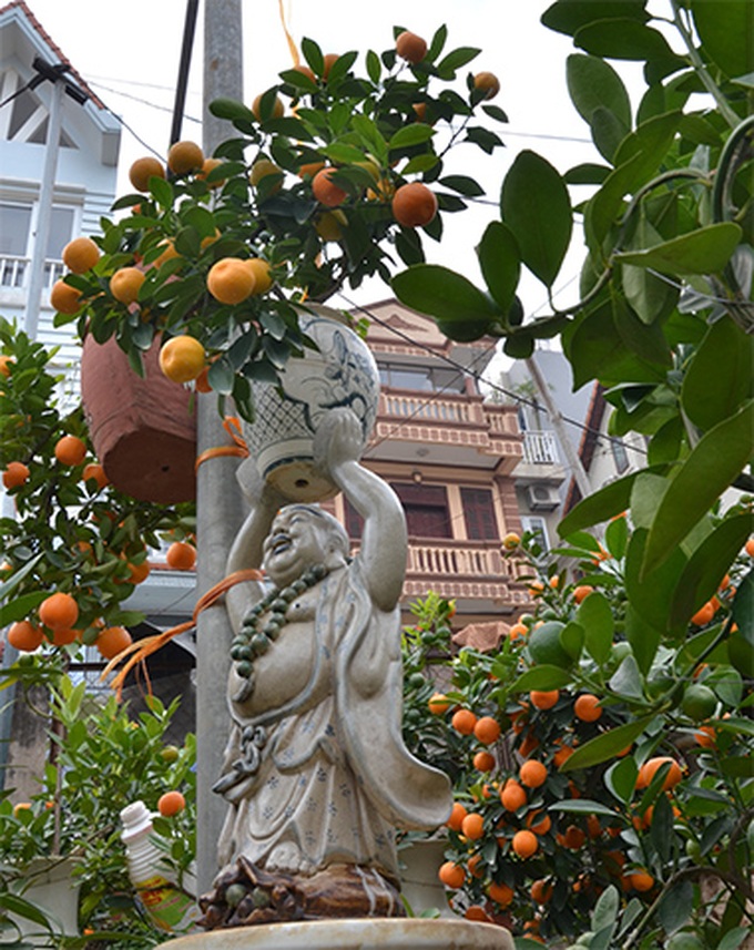 Tet trees in a jar win fans in Hanoi - 2 Tet trees in a jar win fans in Hanoi - 2